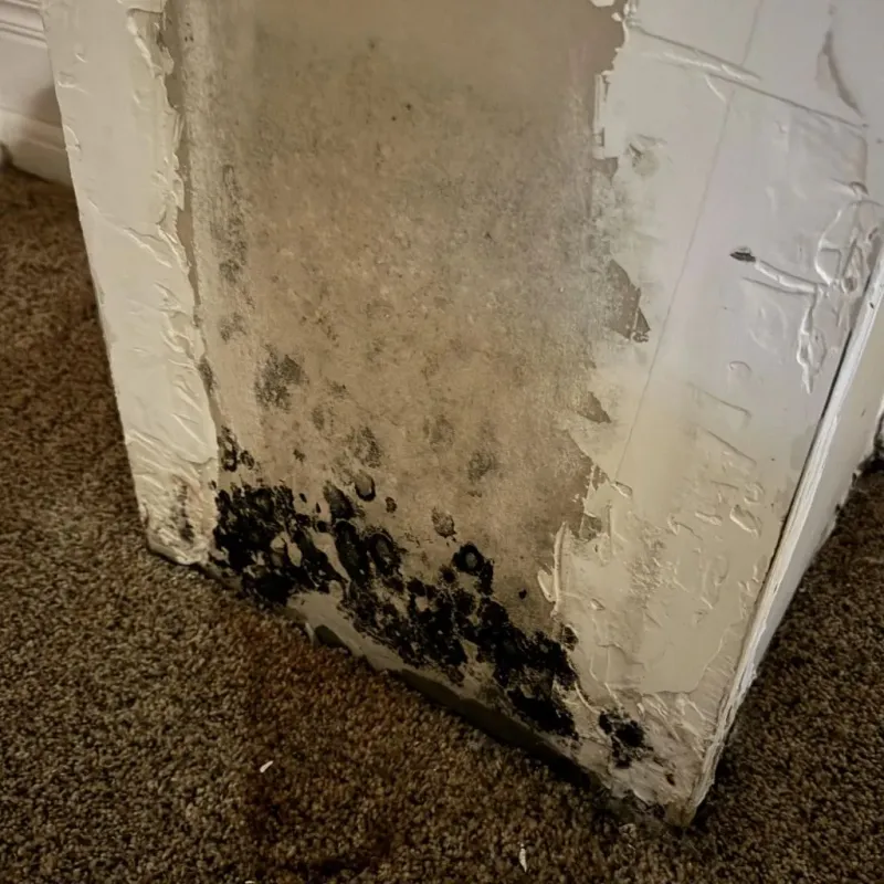 Professional Mold Removal in Dewey County, OK